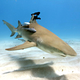 Illustration for article titled Real Lasers on Actual Sharks